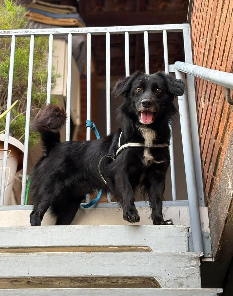 Pretinho, cachorro de porte pequeno para adoção em São Paulo - SP