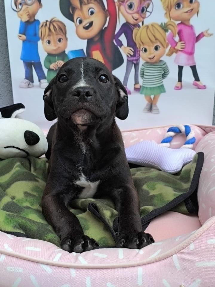 Simon, cachorro de porte médio para adoção em São Paulo - SP
