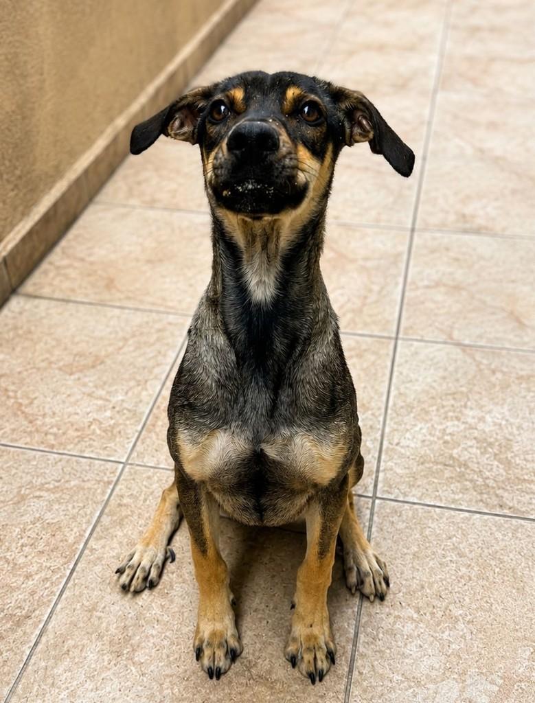 Outono, cachorro de porte médio para adoção em São Paulo - SP