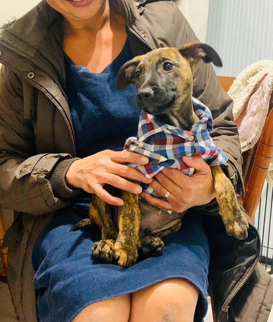 Timtim, cachorro de porte médio para adoção em São Paulo - SP