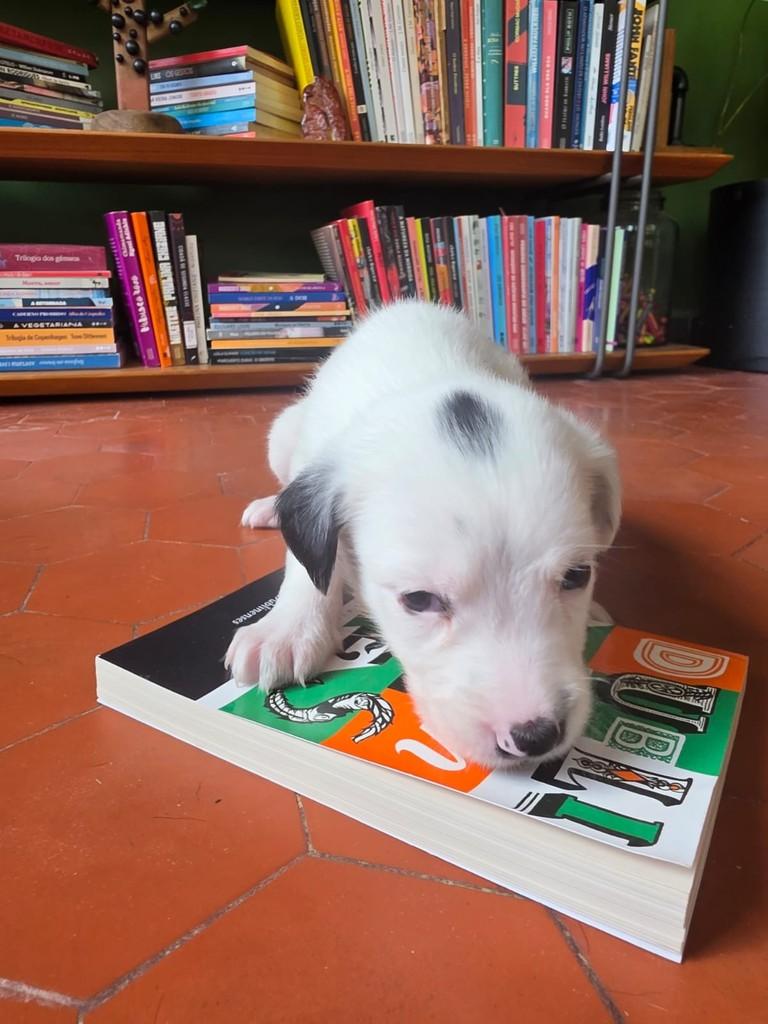 James Joyce, cachorro de porte pequeno para adoção em São Paulo - SP