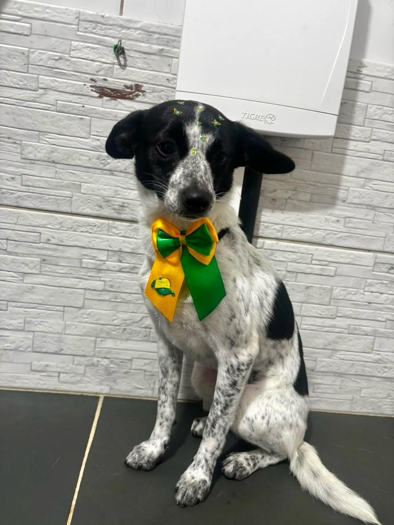 Gigi, cadela de porte pequeno para adoção em São Paulo - SP