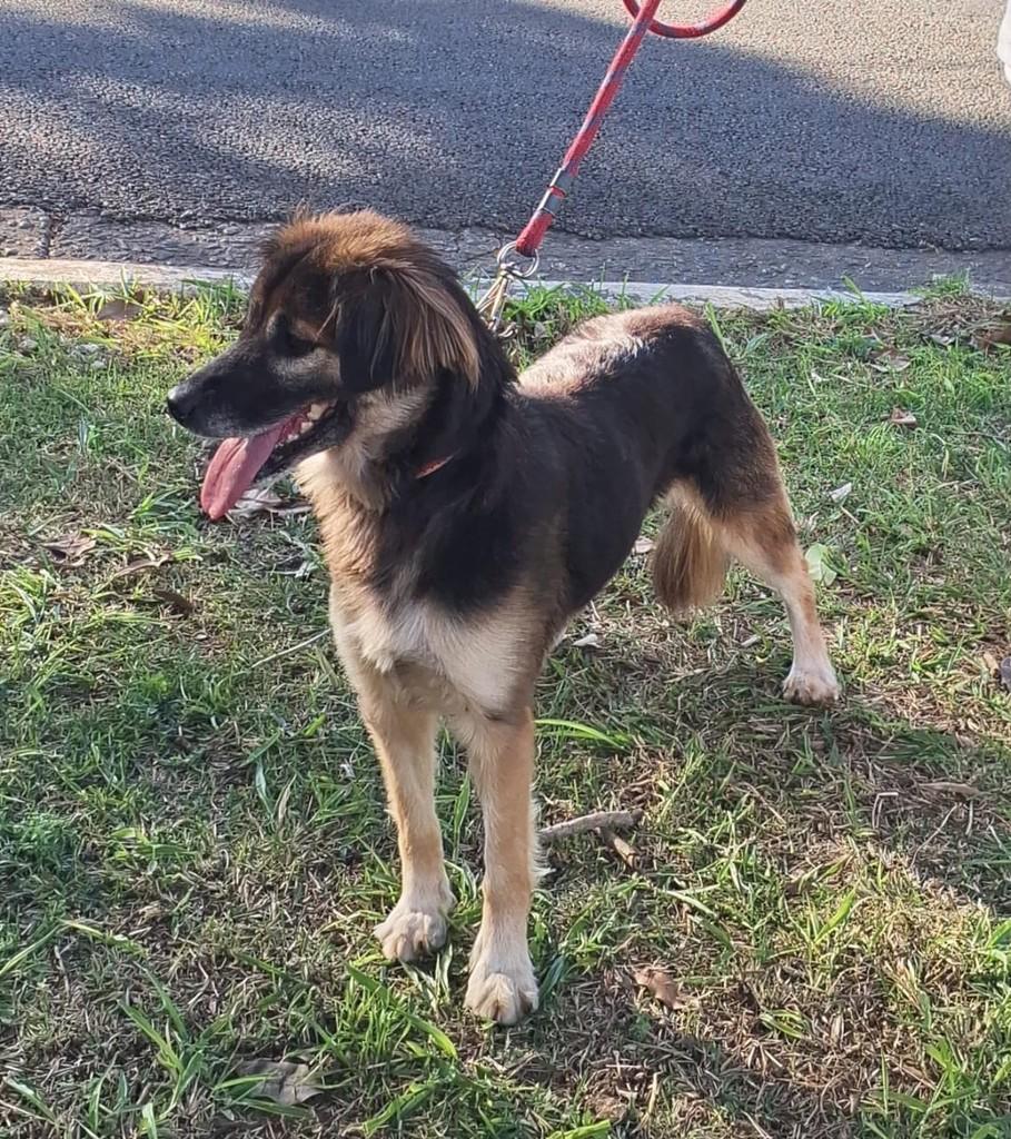 Chita, cachorro de porte médio para adoção em São Paulo - SP