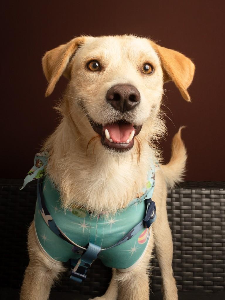 Belo, cachorro de porte médio para adoção em São Paulo - SP