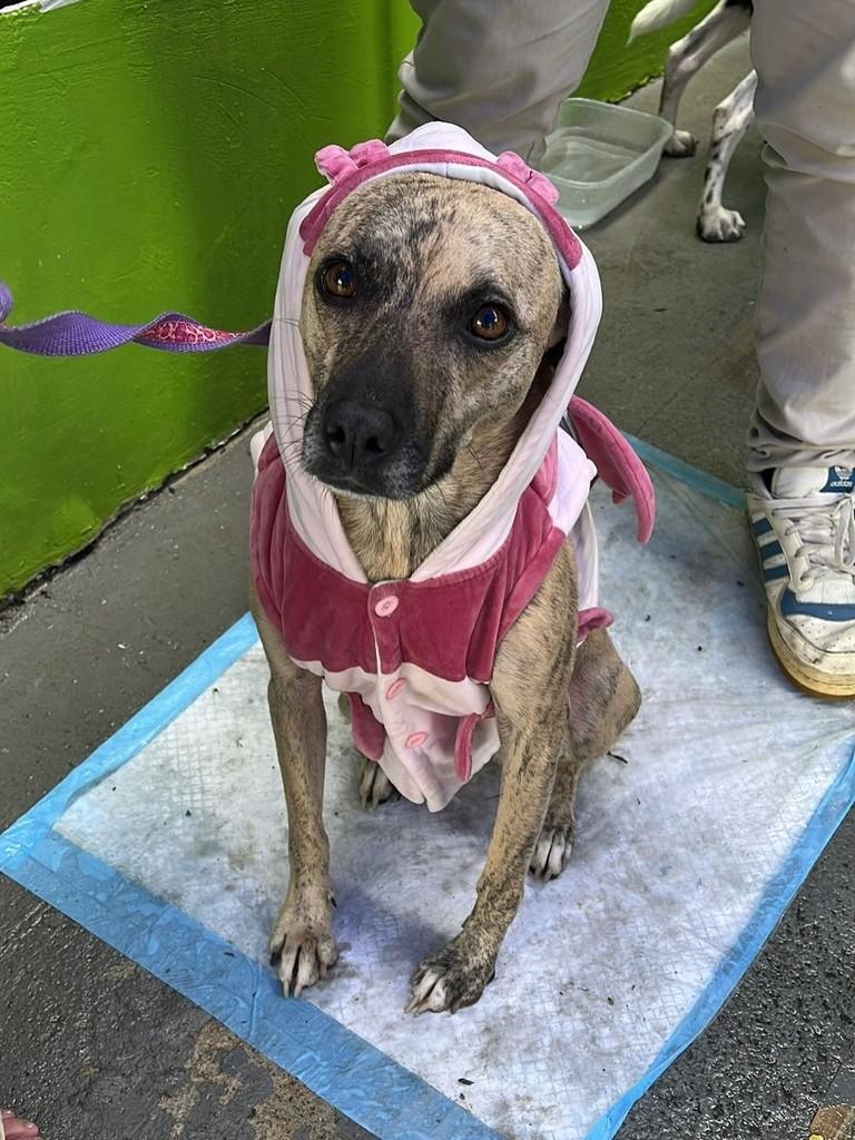 Hiena, cachorro de porte médio para adoção em São Paulo - SP