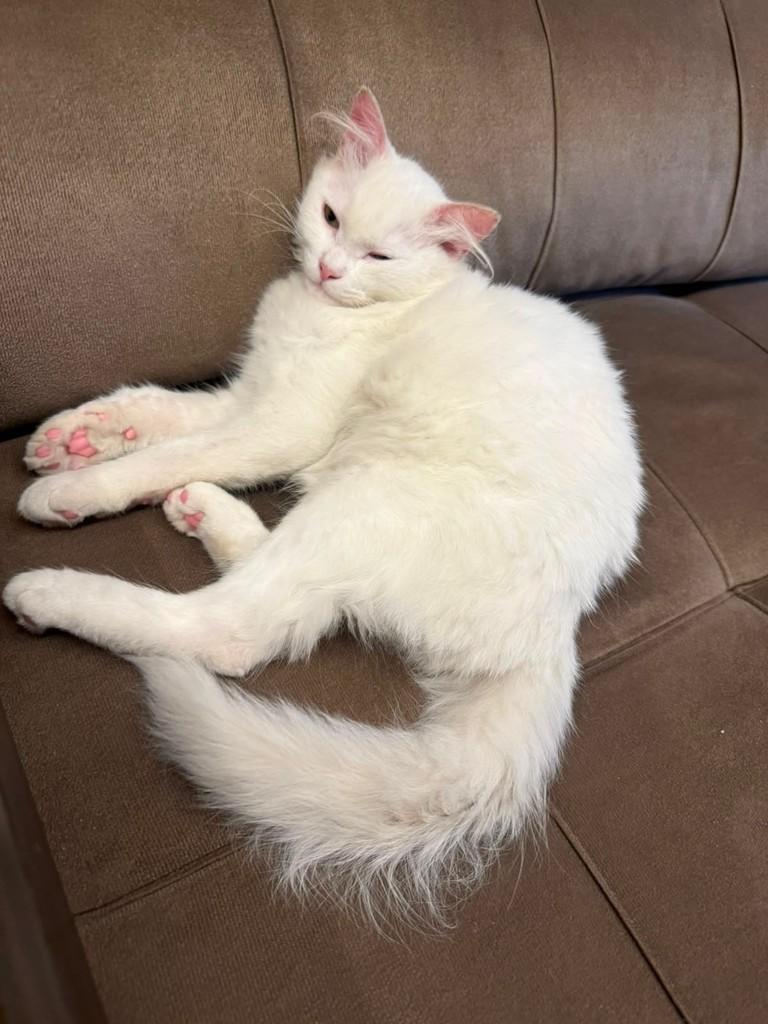 Branquinho, gato de porte pequeno para adoção em São Paulo - SP