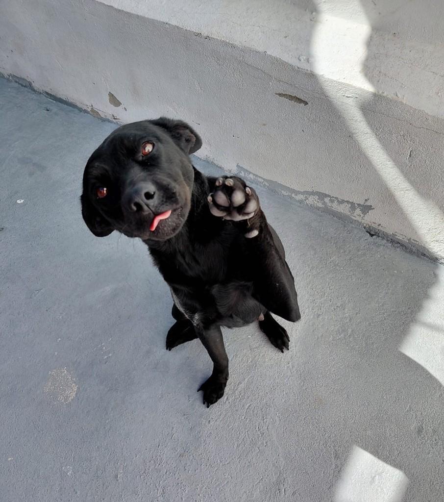 Amora, cadela de porte médio para adoção em São Paulo - SP