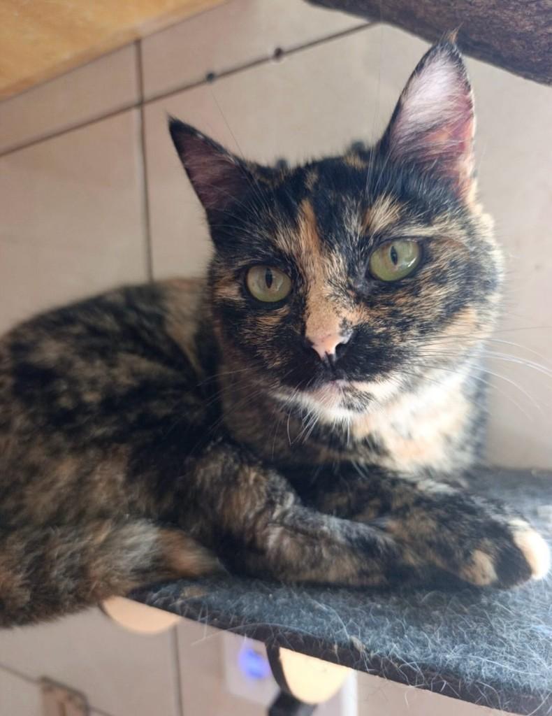 Bibi, gata de porte pequeno para adoção em São Paulo - SP