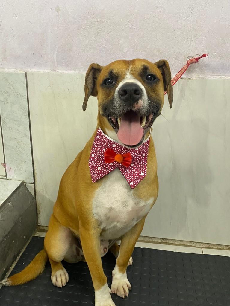 Joaquim, cachorro de porte médio para adoção em São Paulo - SP