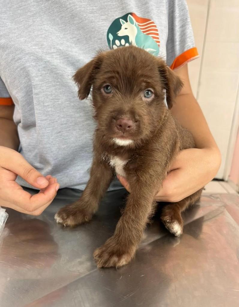 Paçoca, cachorro de porte médio para adoção em São Paulo - SP