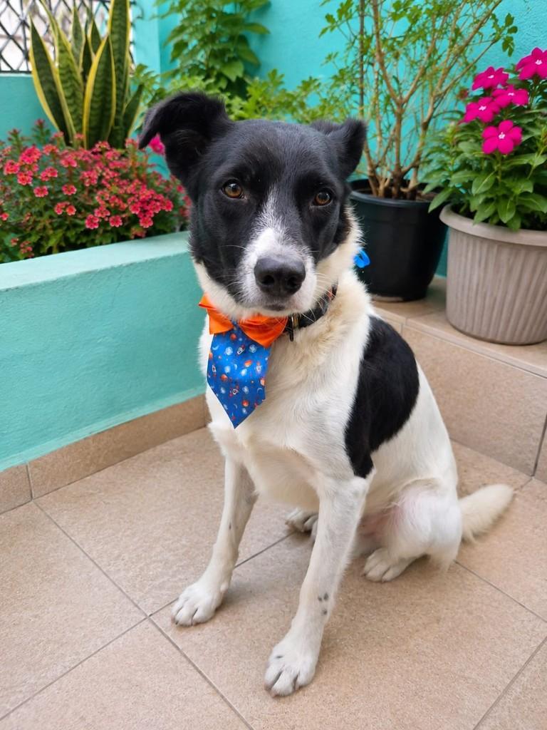 Papazinho, cachorro de porte médio para adoção em São Paulo - SP