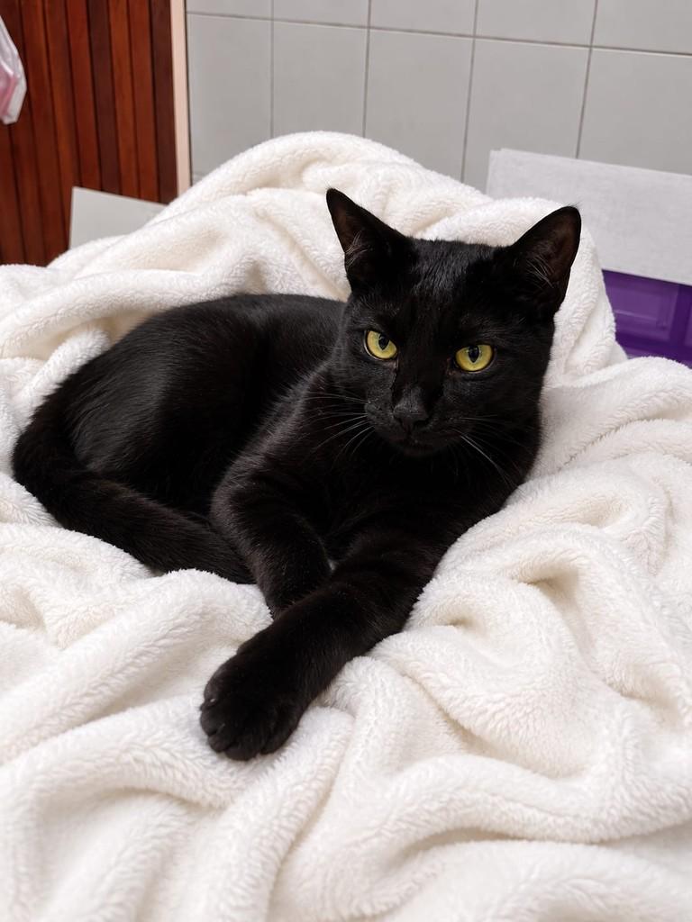 João, gato de porte médio para adoção em Santo André - SP