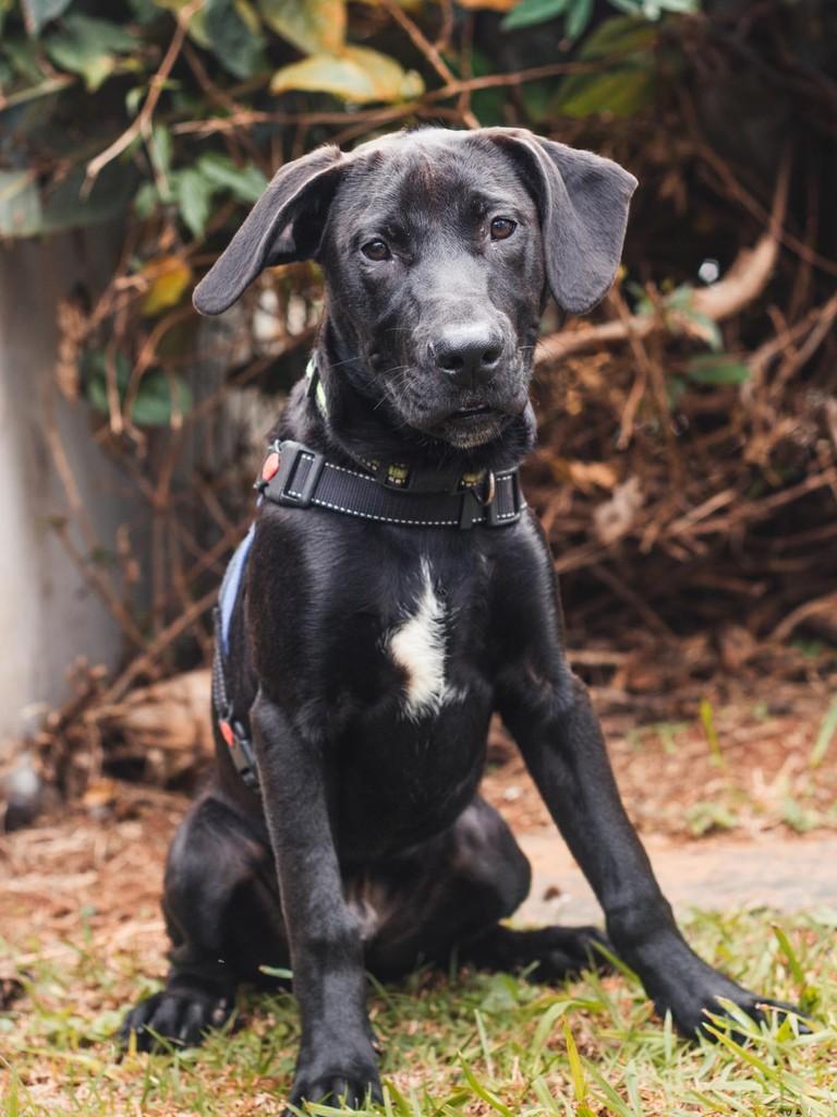 Bradock, cachorro de porte médio para adoção em São Paulo - SP