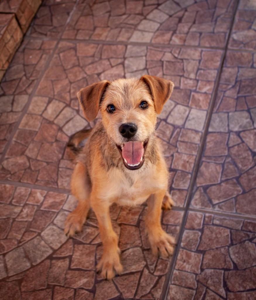 Fiapo, cachorro de porte médio para adoção em São Paulo - SP