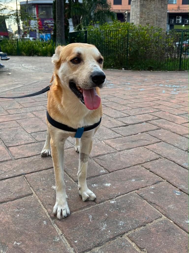 Chefão, cachorro de porte médio para adoção em São Paulo - SP