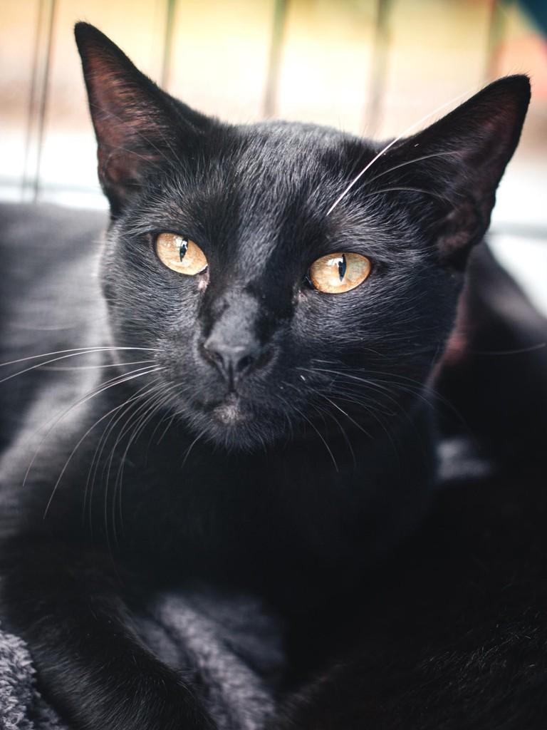 Levi, gato para adoção em São Paulo - SP