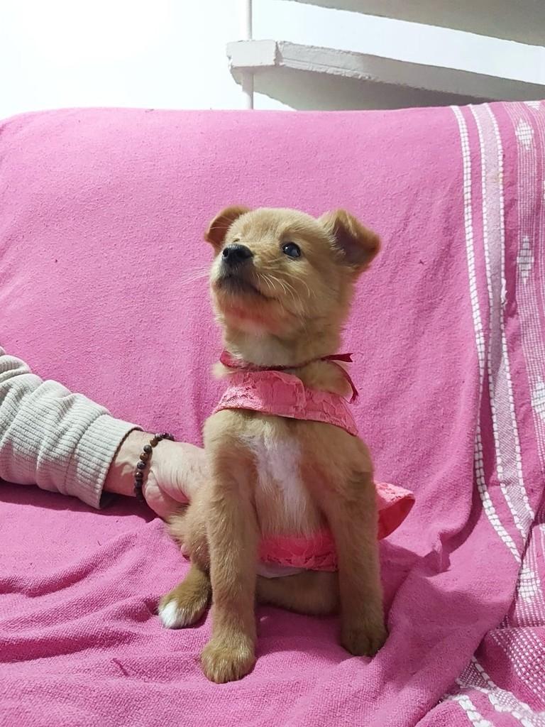 Rita Lee, cadela de porte pequeno para adoção em São Paulo - SP