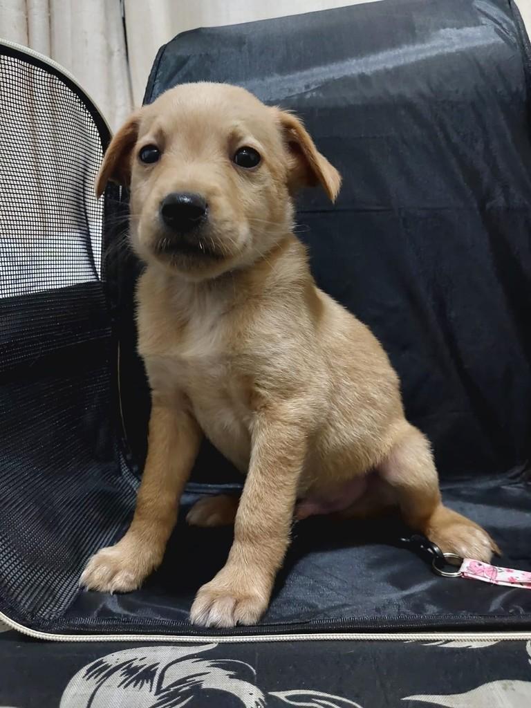 Lo Borges, cachorro de porte grande para adoção em São Paulo - SP