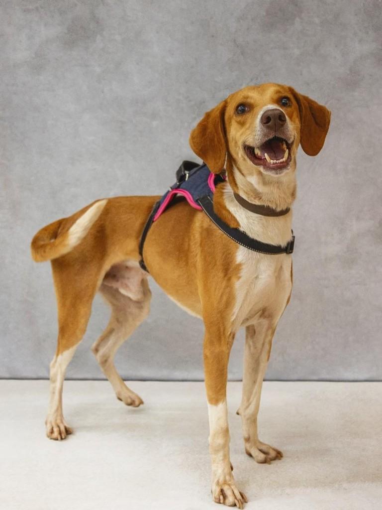Joe, cachorro de porte grande para adoção em São Paulo - SP