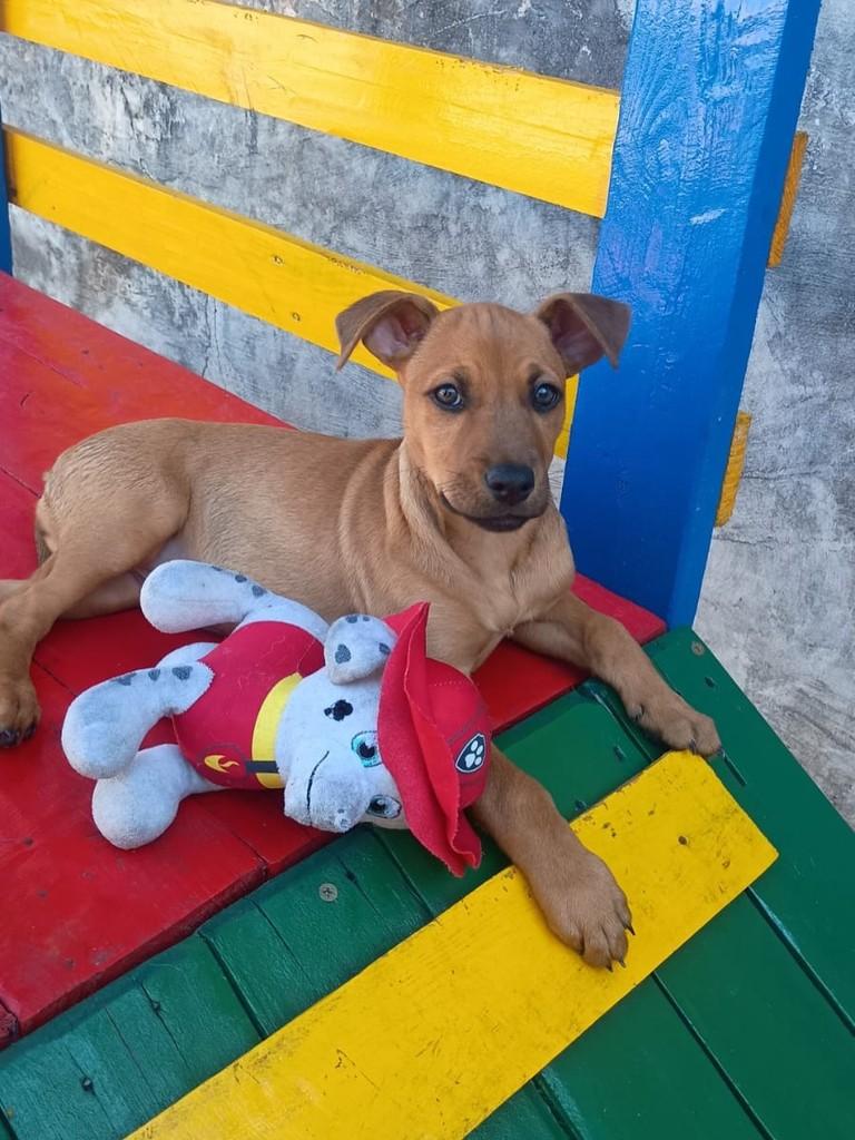 Oceane, cadela de porte pequeno para adoção em São Paulo - SP