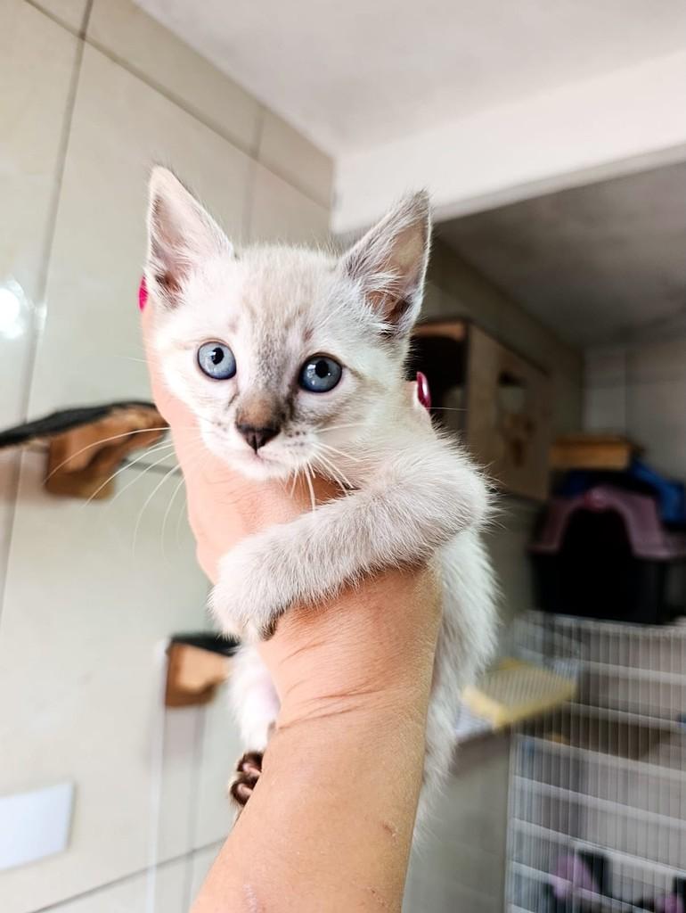 Evan, gato de porte pequeno para adoção em São Paulo - SP