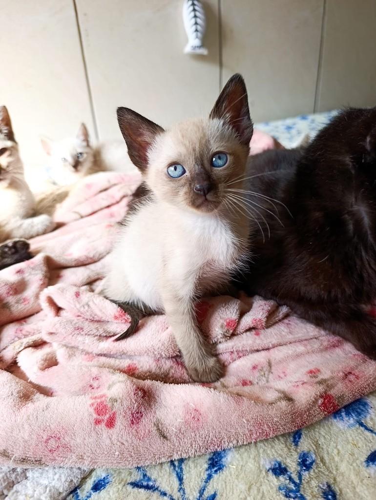 Ethan, gato de porte pequeno para adoção em São Paulo - SP