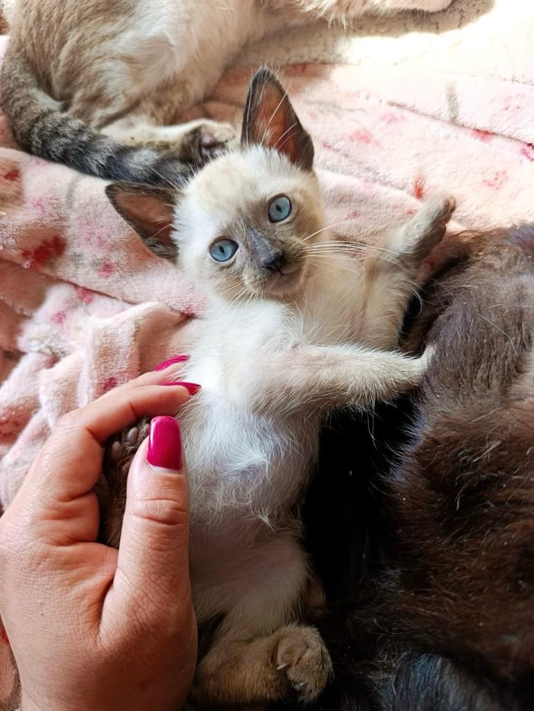 Ettore, gato de porte pequeno para adoção em São Paulo - SP