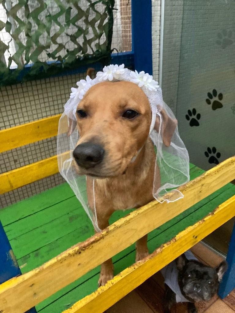 Olívia, cadela de porte médio para adoção em São Paulo - SP