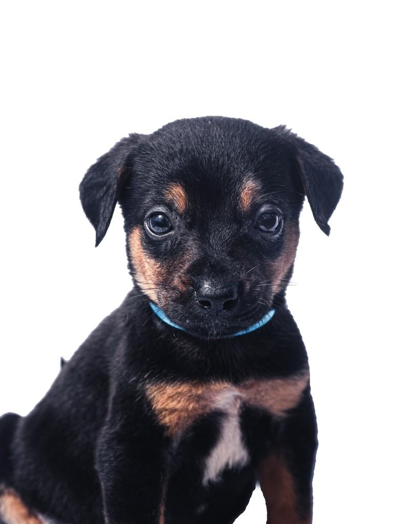 Camembert, cachorro de porte médio para adoção em São Paulo - SP