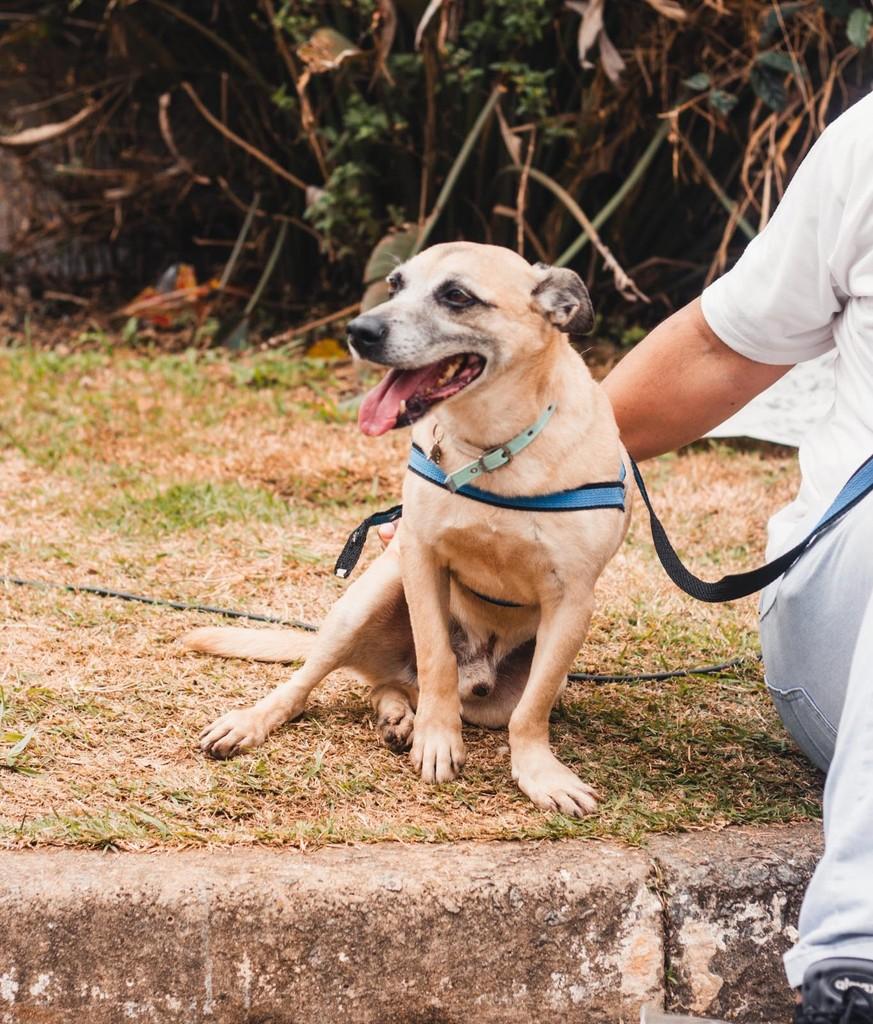 Nick, cachorro de porte médio para adoção em São Paulo - SP