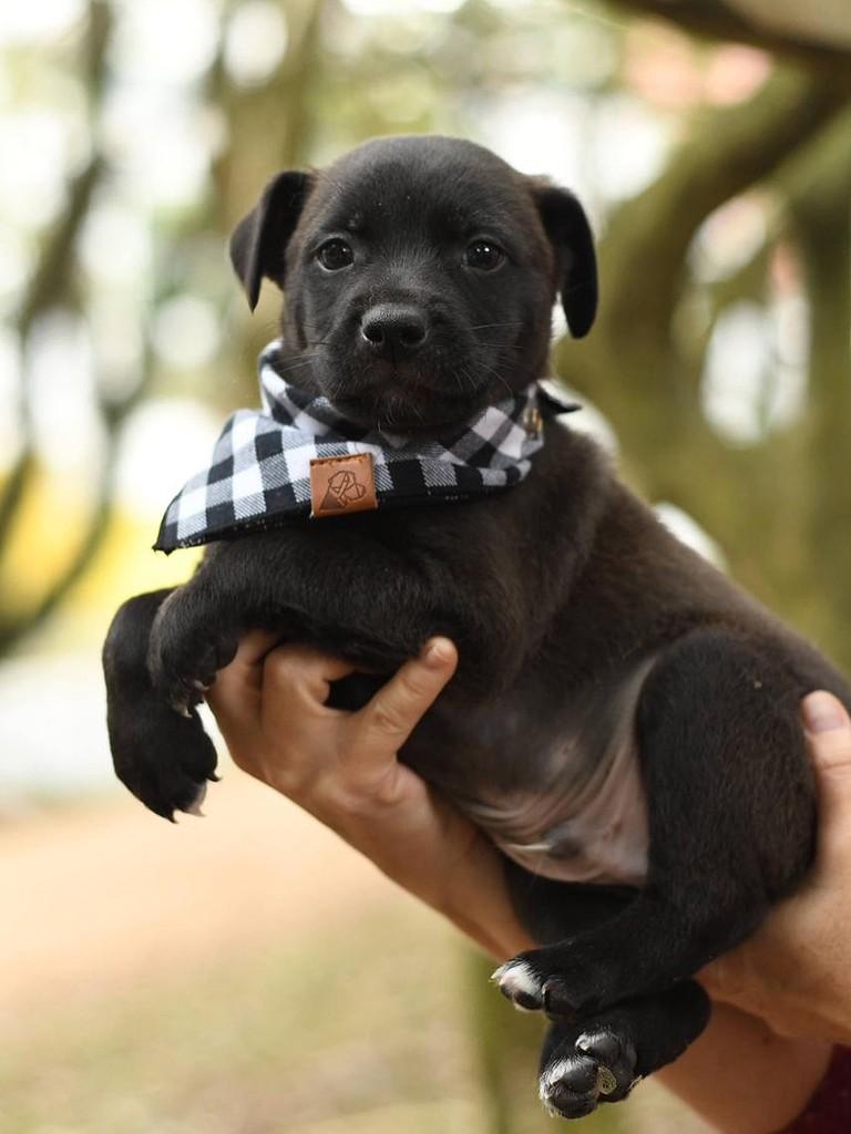 Jabuticaba, cachorro de porte médio para adoção em São Paulo - SP