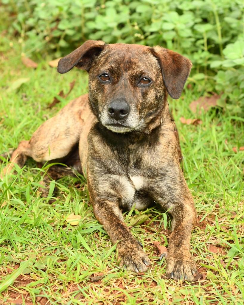 Jubileu, cachorro de porte pequeno para adoção em Santo André - SP