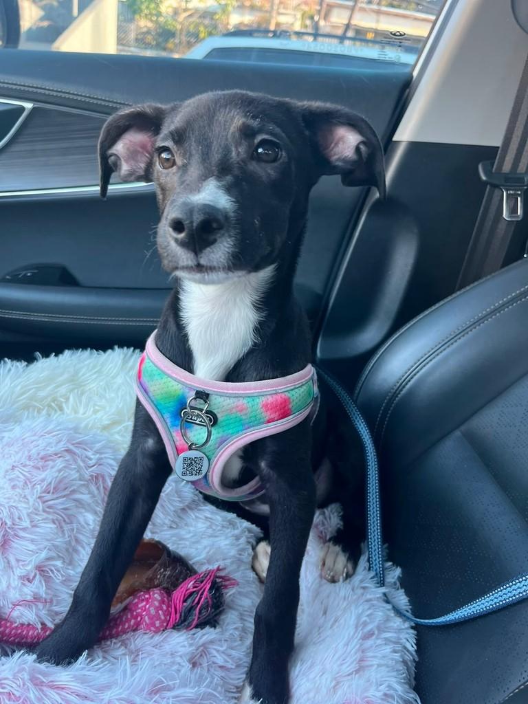 Sofia, cadela de porte médio para adoção em São Paulo - SP