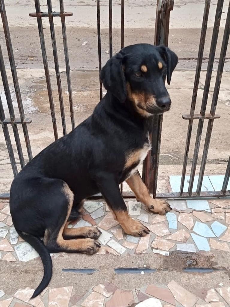 Levi, cachorro de porte médio para adoção em São Paulo - SP