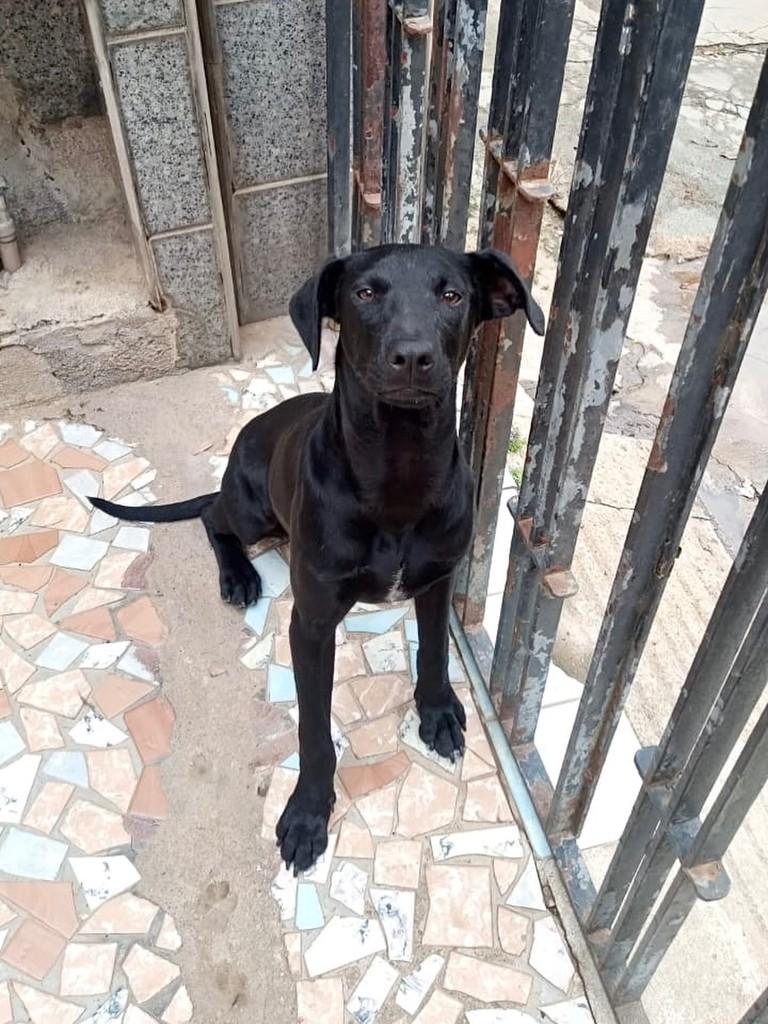 Luan, cachorro de porte médio para adoção em São Paulo - SP