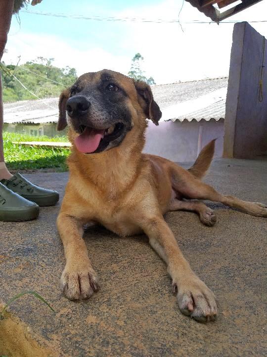 Lila, cadela de porte médio para adoção em Ibiúna - SP