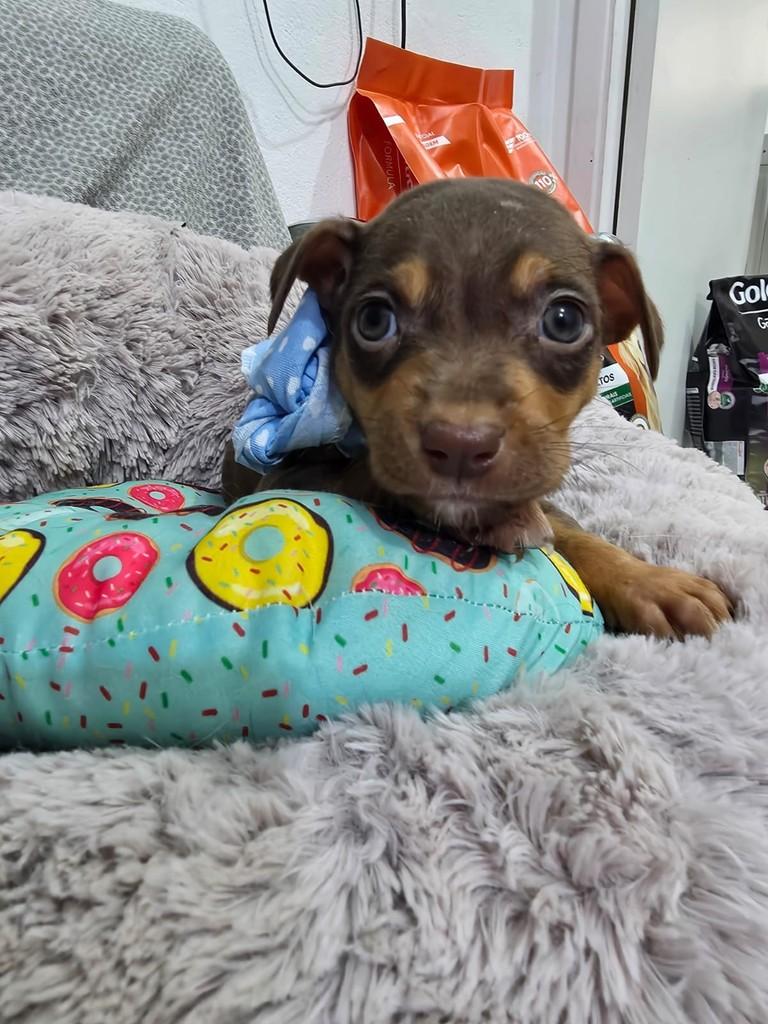 Ferdinando, cachorro de porte pequeno para adoção em São Paulo - SP