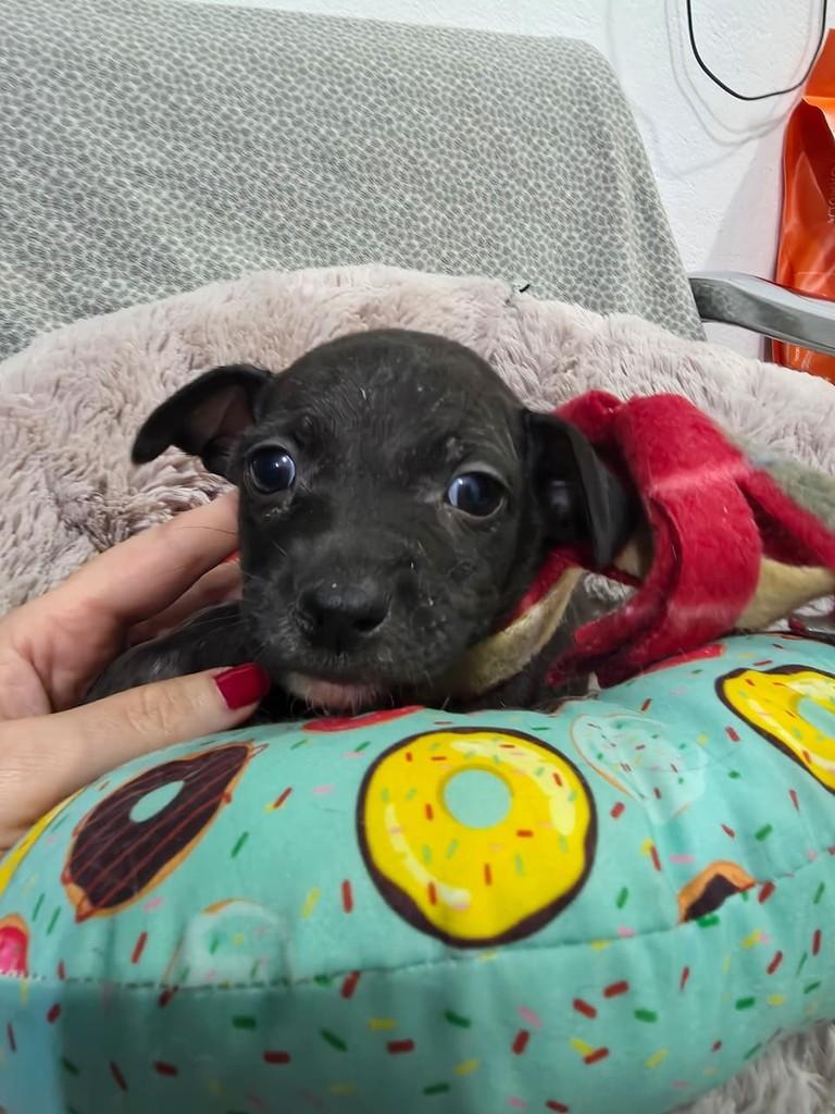 Fábio, cachorro de porte pequeno para adoção em São Paulo - SP