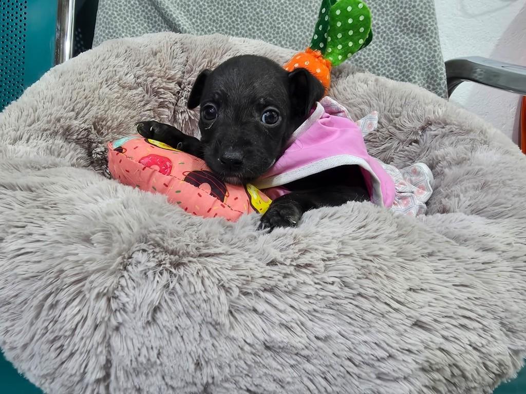 Filipa, cadela de porte médio para adoção em São Paulo - SP
