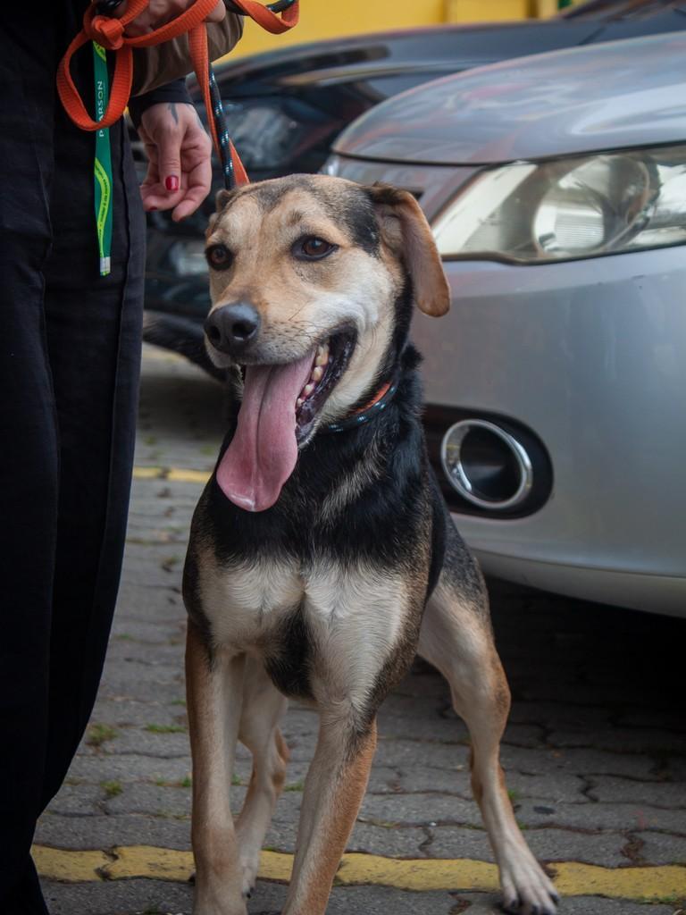 Scooby, cachorro de porte médio para adoção em São Paulo - SP