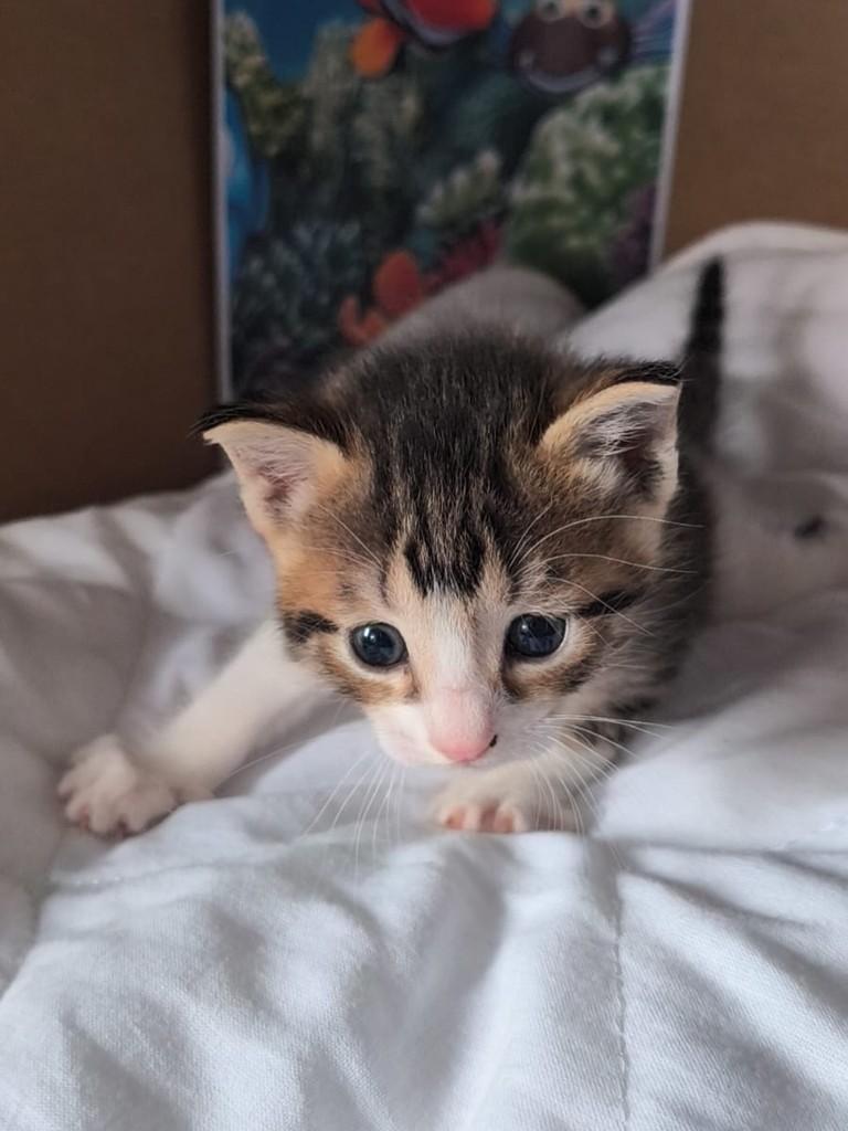 Marlin, gato de porte pequeno para adoção em São Paulo - SP
