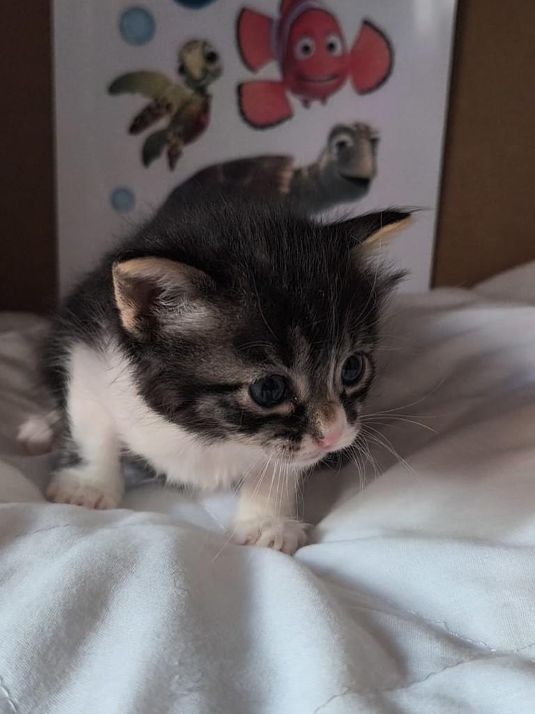 Nemo, gato de porte pequeno para adoção em São Paulo - SP
