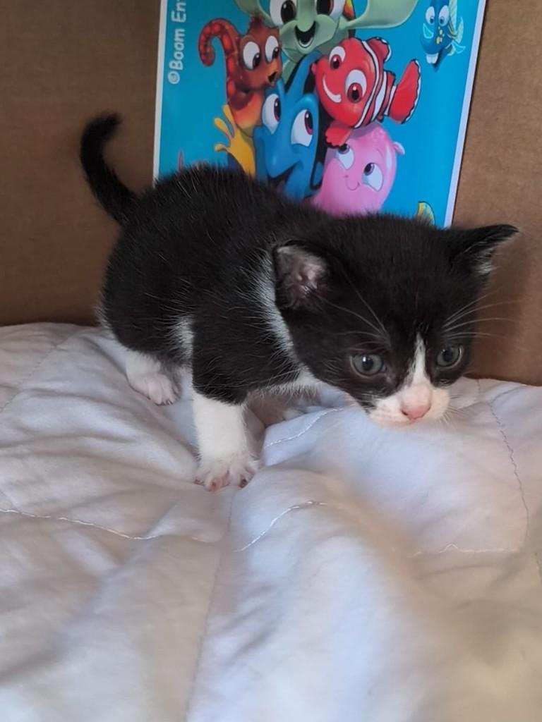 Dory, gata de porte pequeno para adoção em São Paulo - SP