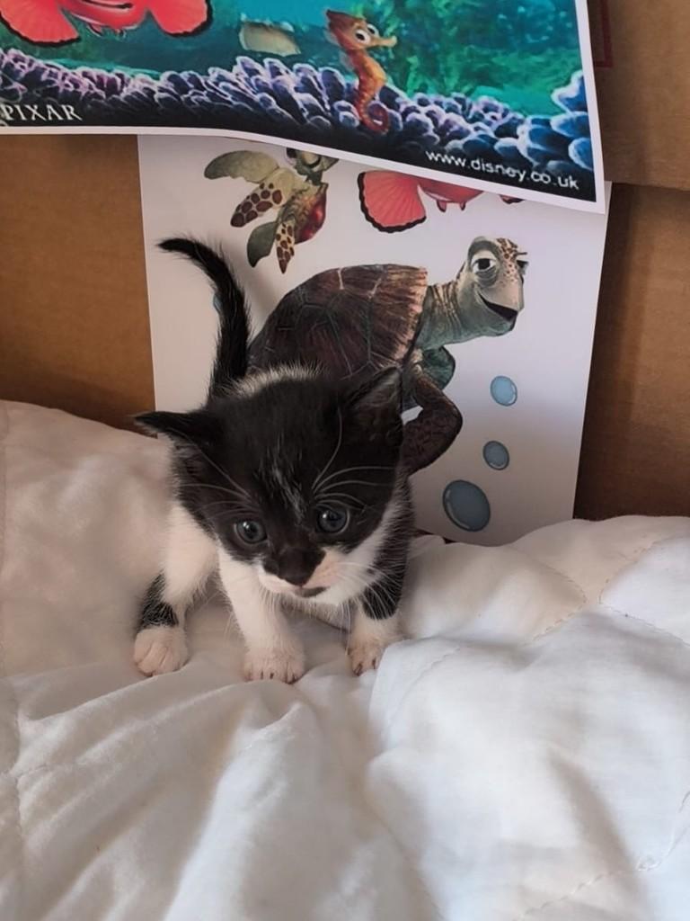 Coral, gata de porte pequeno para adoção em São Paulo - SP