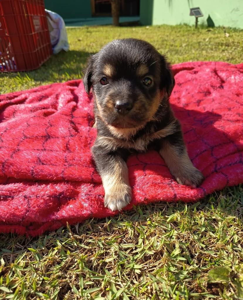 Falcon, cachorro de porte pequeno para adoção em São Paulo - SP