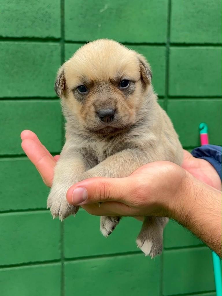 Peposa, cadela de porte pequeno para adoção em São Paulo - SP