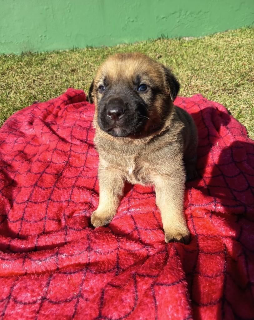 Pogobol, cachorro de porte médio para adoção em São Paulo - SP
