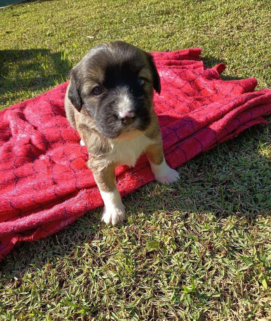 Fofão, cachorro de porte pequeno para adoção em São Paulo - SP