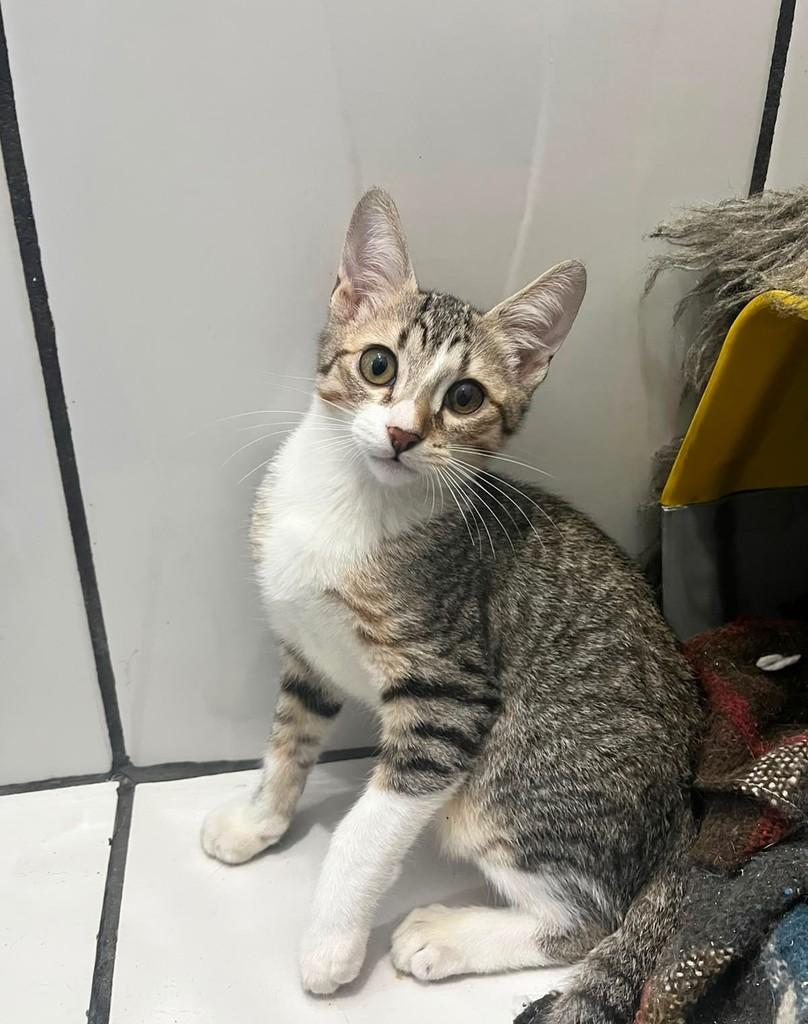 Netuno, gato de porte pequeno para adoção em São Paulo - SP