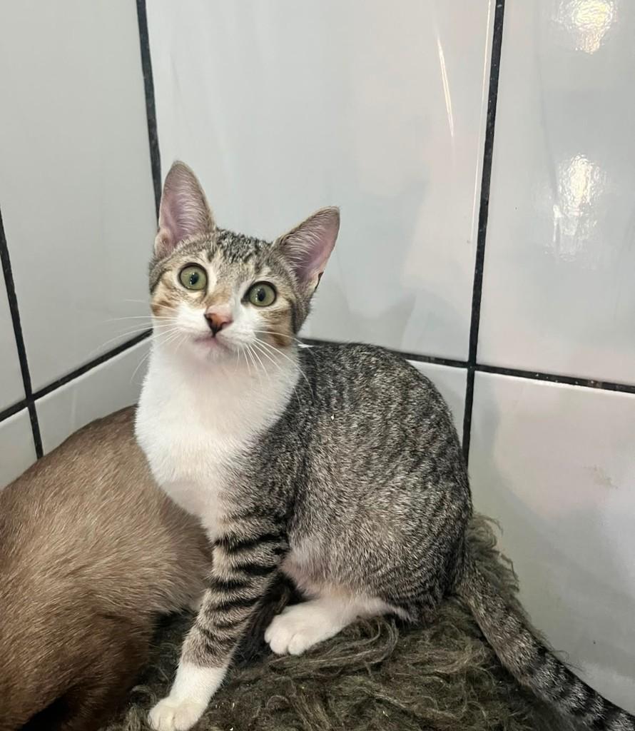 Saturno, gato de porte pequeno para adoção em São Paulo - SP